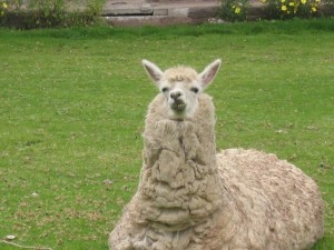 Lama mit schlechter Laune