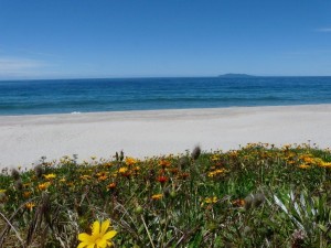 Whiritoa Beach