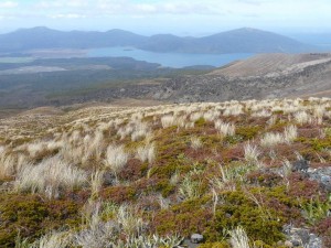 Tussok-Gras, Tongariro-Crossing