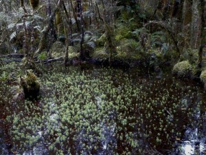 Kahikatea Sumpfwald