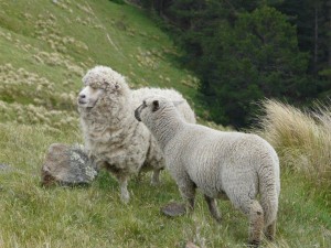 Motivgerecht positionierte Schafe bei Port Hills