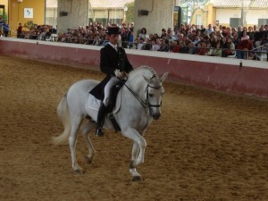 Reiten im spanischen Schritt