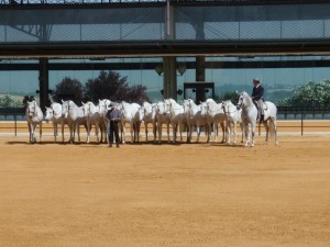 Karthäuserpferde in Jerez
