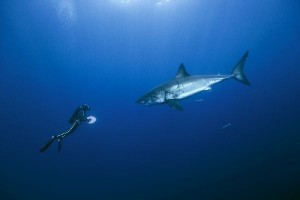 Unsere Ozeane weisser Hai
