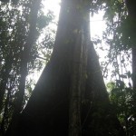 Peru Erlebnisse - der Regenwald bei Puerto Maldonado