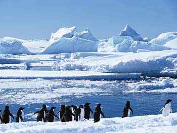 Adeliepinguine auf dem Weg zur Kolonie © Oceanwide Expeditions