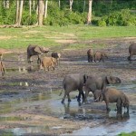 Das Kongo-Becken: Eine Reise in das grüne Herz Afrikas