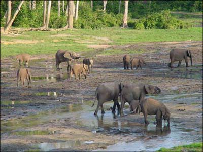 Auf der Dzanga Bai in ZAR können oft mehr als 50 und manchmal bis zu 100 Waldelefanten bei der Aufnahme von Mineralboden beobachtet werden.