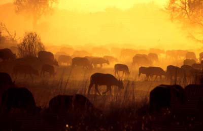 Büffel haben es während der Trockenzeit mit der Durst zu kämpfen © Kwando Safaris