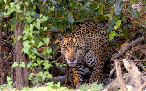 Der furchtlose Blick eines Jaguar 