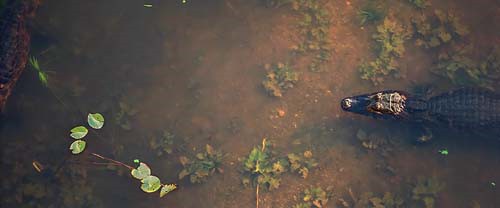 Das Pantanal: Ein Märchen aus Wasser © Ariel Diaco