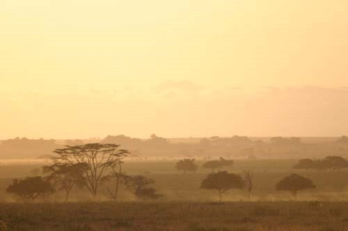 Serengeti-Landschaft im Morgengrauen © A. Gutierrez