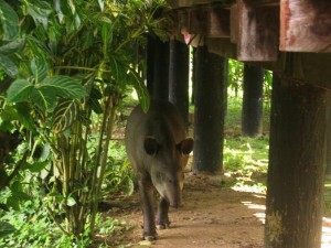 Tapir