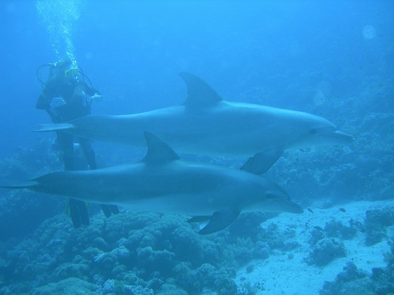 Delphine unter Wasser, ein wirkliches Erlebnis beim Tauchen!