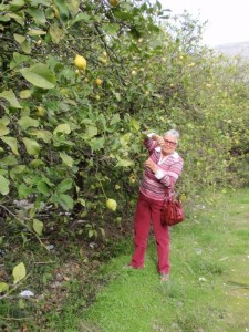 Zitronenbäume in el Chorro