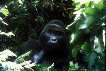 Mächtiger Silberrücken der H-Gruppe im Bwindi Impenetrable Forest © A. Gutierrez