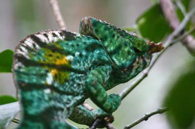 Ein Parsons-Chamäleon im Ranomafana-Nationalpark © A. Gutierrez