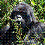 Gorilla Trekking in Ruanda - Meine erste Afrika Reise