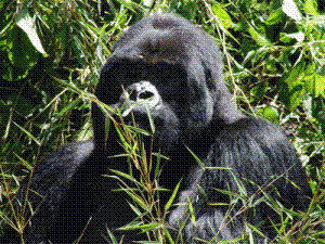 Gorilla beim Trekking in Ruanda