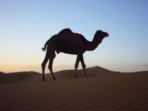 Herrlich - die Weite der Wüste