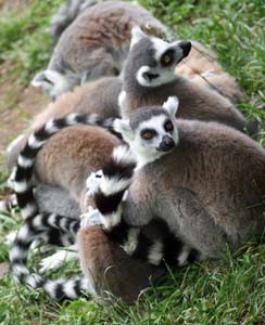 Kattas sind die am häufigsten vertretenen Lemurenarten
