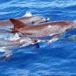 OCEANO Schwimmen mit Delfinen Fleckendelfine