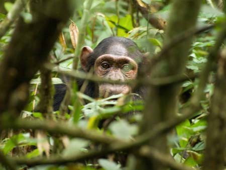 Schimpanse im Kibale Forest © Norbert Manthey