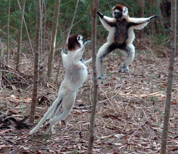 Sifakas sind die Sprungmeister Madagaskars