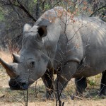 Erfahrungsbericht Simbabwe: Matopos Nationalpark, Bambata Höhle und wandern zu den Nashörnern