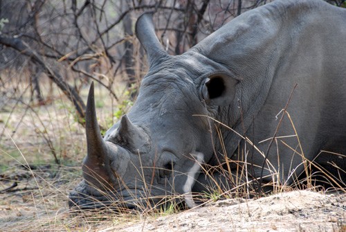 Simbabwe - Matobo - Nashornbulle Gumboots ruht