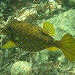 Tauchen im Mombasa Marine National Park