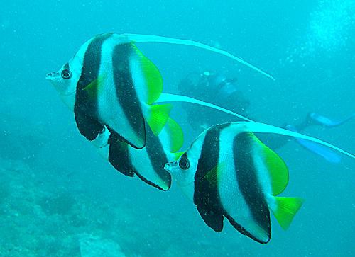 Tauchen in Kenya im Mombasa Marine National Park