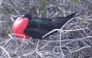 Fregattvogel-Galapagos