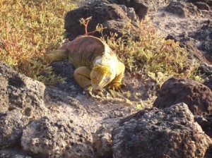 Galapagos-Landleguan
