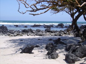 Galapagos-Meeresleguan-Isabela