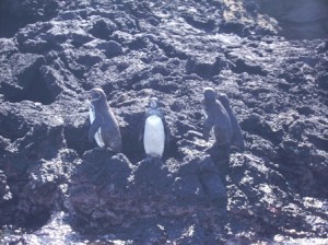 Galapagos-Pinguine