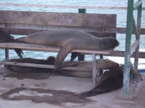 Galapagos-Seeloewen