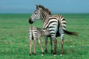 Zebras