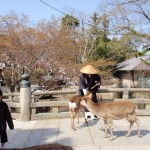 Japan Ferienreise - ein Tagesausflug nach Nara und zum Inari Schrein
