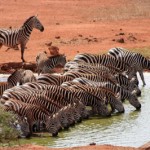 Tansania: Safari in der Serengeti und Ngorongoro Krater und Badeurlaub auf der Gewürzinsel Sansibar