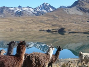 Llamas an Tunisee, Hintergund Cerro Austria