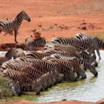 Tanzania - Wildlife Pur Safari & Badeurlaub Sansibar