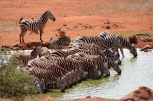 Great Migration Tansania