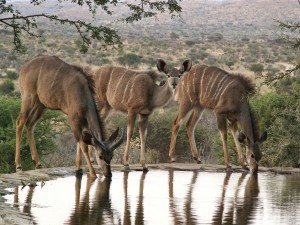 Impalas