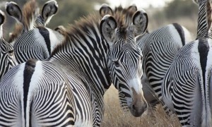 Zebras Etosha Nationalpark