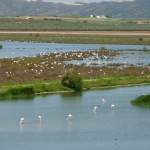 flamingokolonie