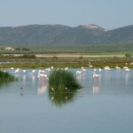 flamingos