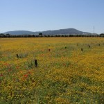wiesenblumen