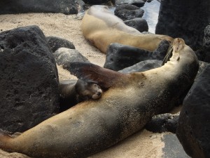 Galapagos Island Hopping