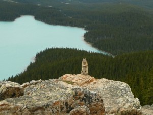 Goldmantel Ziesel vor dem Peyto Lake